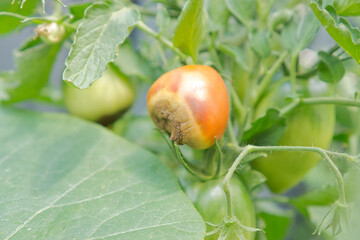 Blütenfäule Tomaten 
