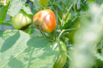 Blütenfäule Tomaten 