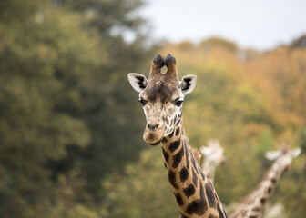 Towering Giraffe (Giraffa camelopardalis)