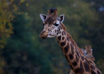 Towering Giraffe (Giraffa camelopardalis)