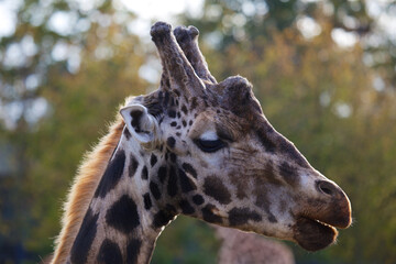 Towering Giraffe (Giraffa camelopardalis)