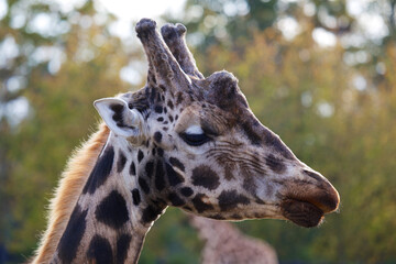 Towering Giraffe (Giraffa camelopardalis)