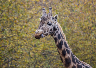 Towering Giraffe (Giraffa camelopardalis)