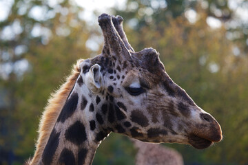 Towering Giraffe (Giraffa camelopardalis)