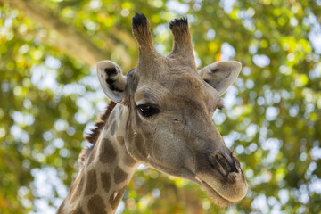 Towering Giraffe (Giraffa camelopardalis)