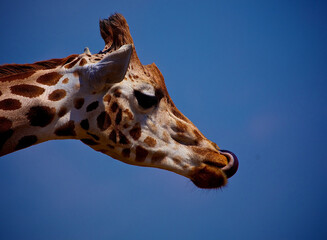 Towering Giraffe (Giraffa camelopardalis)