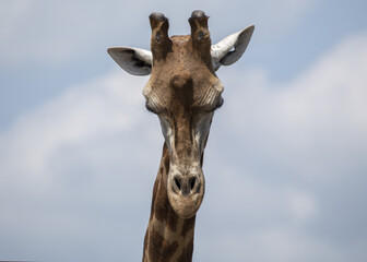 Naklejka na ściany i meble Towering Giraffe (Giraffa camelopardalis)