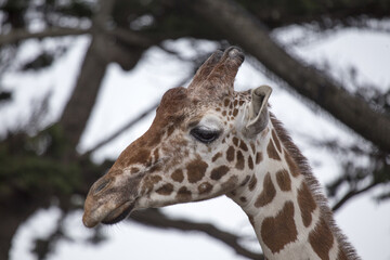 Towering Giraffe (Giraffa camelopardalis)