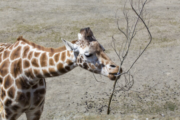 Towering Giraffe (Giraffa camelopardalis)