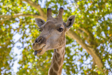 Fototapeta na wymiar Towering Giraffe (Giraffa camelopardalis)