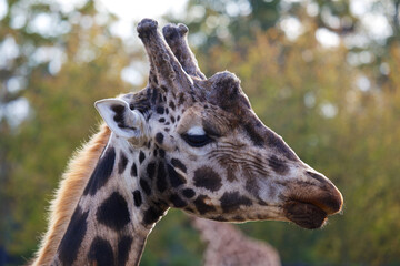 Towering Giraffe (Giraffa camelopardalis)