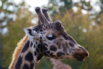 Towering Giraffe (Giraffa camelopardalis)