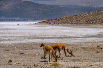 Group of vicuna grazing on the edge of a salt pan at the peruvian altiplano