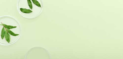 Top view of pomegranate green leaves extract decorated in petri dish and laboratory equipment on light background. Top view with space for text.