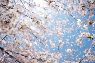 Beautiful pink petals flying in air in blooming cherry blossom woods in Spring. Spring seasonal concept.