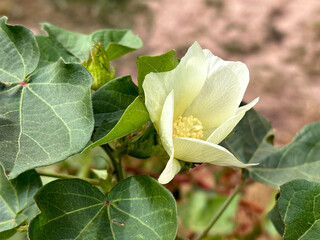 Flower of Cotton plant (lat. Gossypium)