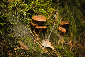 Mushroom kingdom somewhere deep in a forest