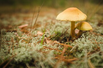 Mushroom kingdom somewhere deep in a forest