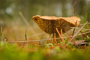 Mushroom kingdom somewhere deep in a forest