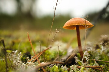 Mushroom kingdom somewhere deep in a forest