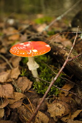 Mushroom kingdom somewhere deep in a forest