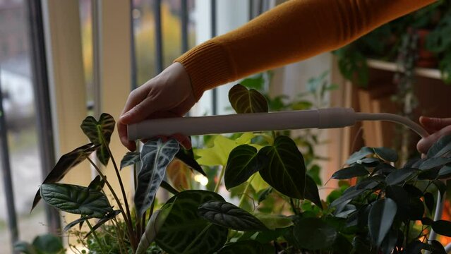 Woman turning on installing phyto lamp at home to grow plants over houseplants in cold time. Purple light photo lamp with glow light for flowers in pots. Artificial lighting winter garden cultivation.