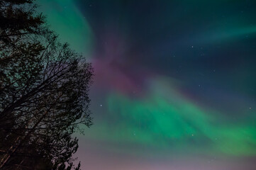 Naklejka premium Purple and green aurora borealis over the dark forests of Finland