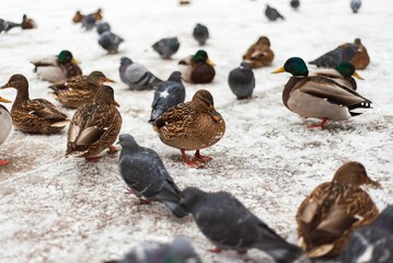 Ducks and pigeons on a cold snowy shore