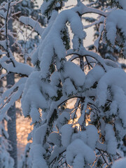 Morning light shining through snowy branches of a tree in the forest in Finland