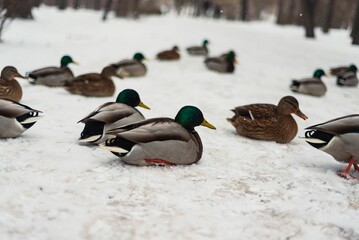 Ducks and pigeons on a cold snowy shore