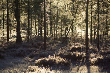 Golden morning light shining through frosty branches of trees in the forest in Finland