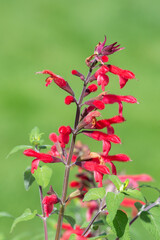 Pineapple sage (salvia elegans) flowers in bloom
