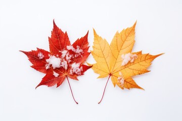 Fototapeta premium Isolated image of Autumn leaf covered by snow on a white background. Autumn seasonal concept.