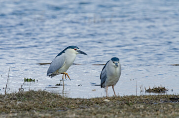 Black-crowned Night Heron (Nycticorax nycticorax) resting by the lake. Karatas Lake, Burdur, Turkey.