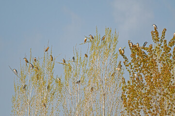 Black-crowned Night Herons perched on a tree.