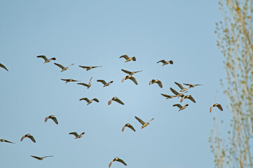 Black-crowned Night Heron (Nycticorax nycticorax) flying in the sky.