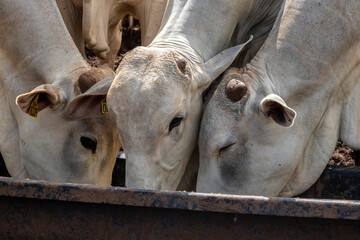 Animals of the Nellore zebu breed lick mineral salt in the trough placed in a pasture on a beef...