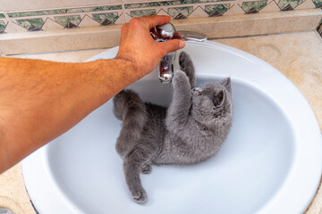 domestic cat with dark gray british shorthair inside a sink under a closed water faucet, hand ready to turn it on.