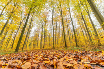 Autumn forest with setting sun shining through leaves and branches. Nature, forestry, Trees, habitat, environment and sustainability concepts, desktop