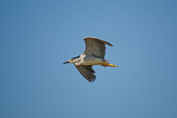 Black-crowned Night Heron (Nycticorax nycticorax) flying in the sky.