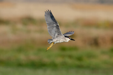 Black-crowned Night Heron (Nycticorax nycticorax) flying over a wetland. Karatas Lake, Burdur, Turkey.