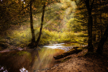 Wald