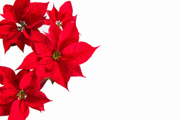 Isolated bright red poinsettia petals stand out against a pure white background, creating a...