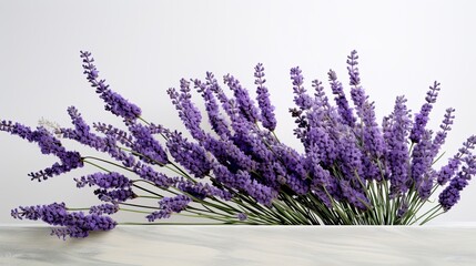 Lush purple lavender stems arranged on a light grey backdrop. Aromatherapy, cosmetic, spa,...