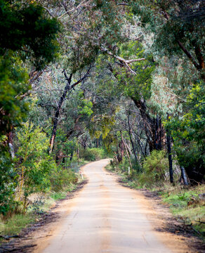 Dirt road winding through a dense forest in winter in shallow focus