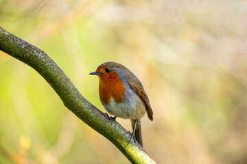 European Robin (Erithacus rubecula) Spotted in Ireland