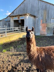 Vertical shot of a lama in the farm on a sunny day