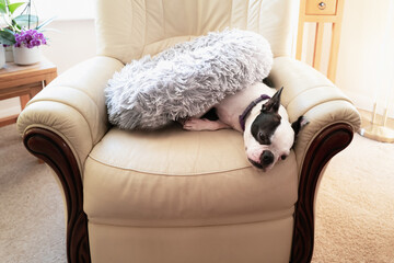 Boston Terrier dog underneath her pet bed on a leather sofa chair. She is lying down.