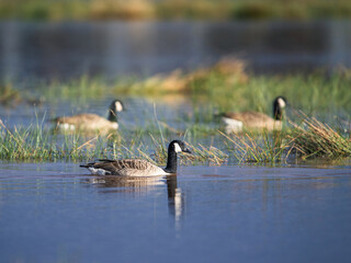 Canada Goose, Branta canadensis birdson on Marshes at winter time
