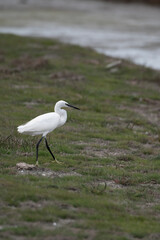 Fototapeta premium Egretta garzetta/Little egret/Aigrette garzette